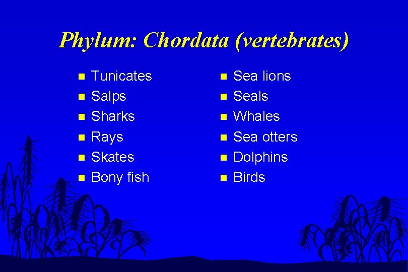 Phylum: Chordata (vertebrates) n n n Tunicates Salps Sharks Rays Skates Bony fish n