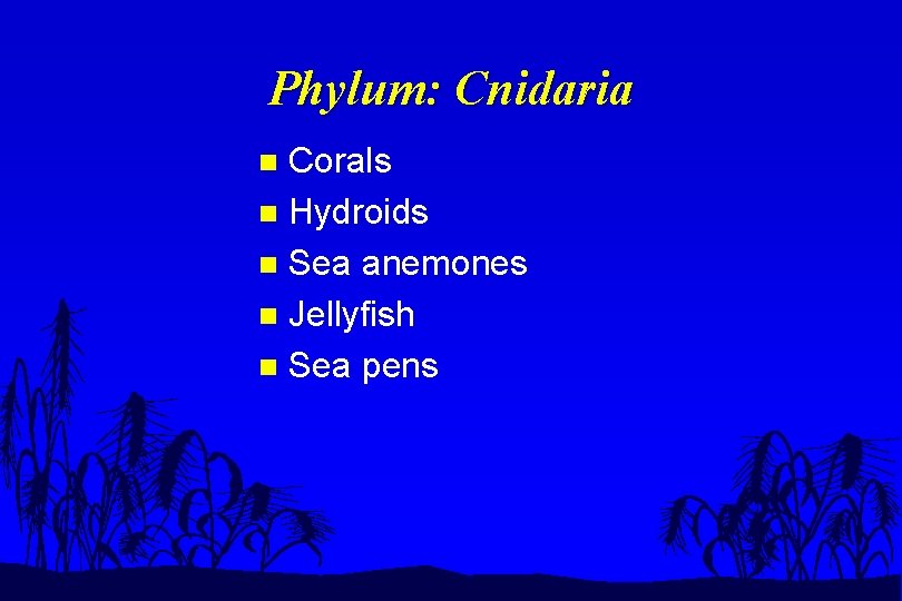 Phylum: Cnidaria Corals n Hydroids n Sea anemones n Jellyfish n Sea pens n