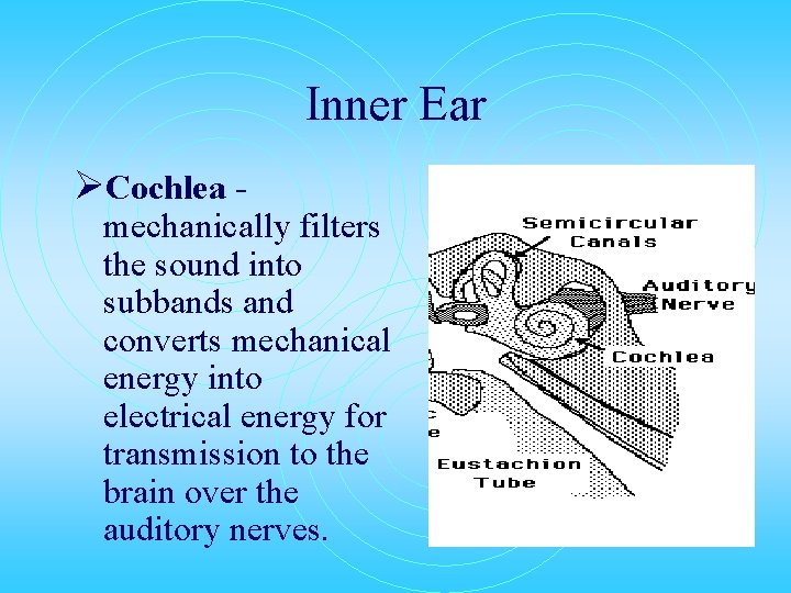 Inner Ear ØCochlea - mechanically filters the sound into subbands and converts mechanical energy