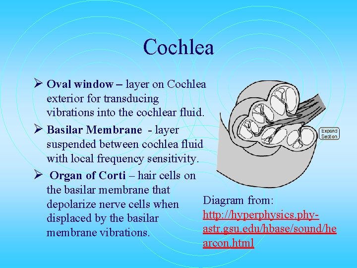 Cochlea Ø Oval window – layer on Cochlea exterior for transducing vibrations into the