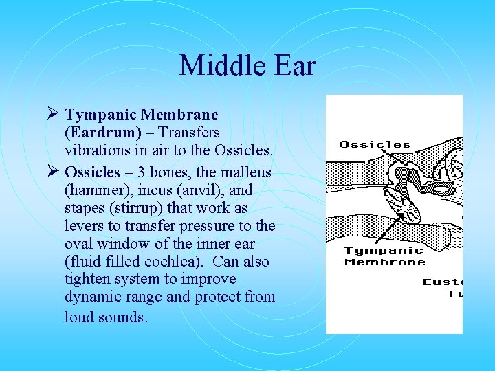 Middle Ear Ø Tympanic Membrane (Eardrum) – Transfers vibrations in air to the Ossicles.