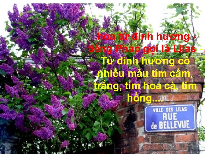 hoa tử đinh hương tiếng Pháp gọi là Lilas Tử đình hương có nhiều