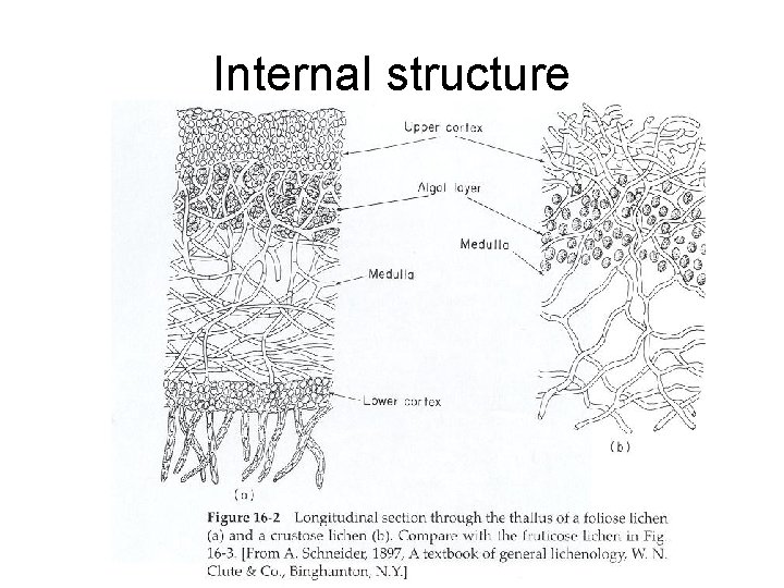 Internal structure 
