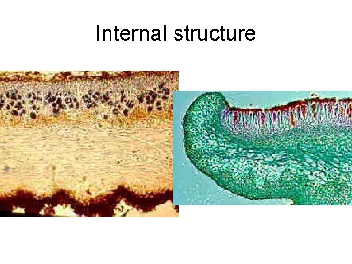 Internal structure 