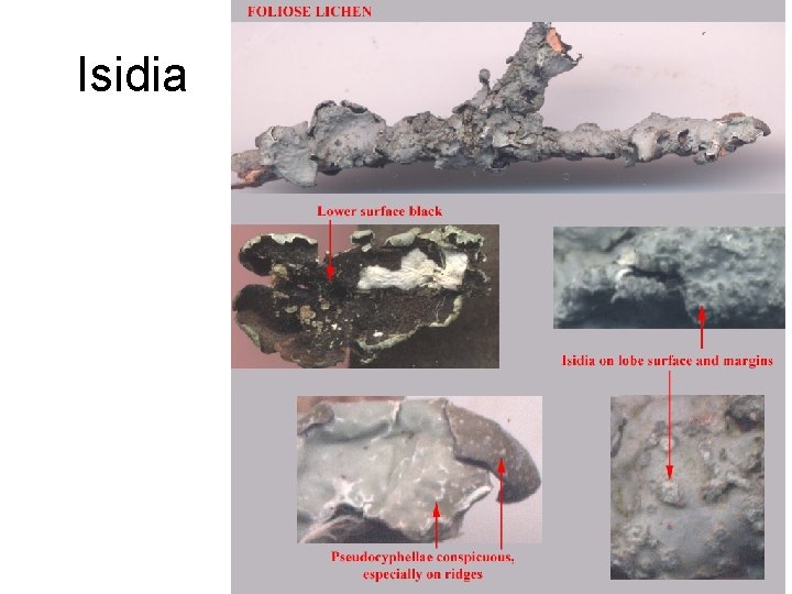 Isidia 
