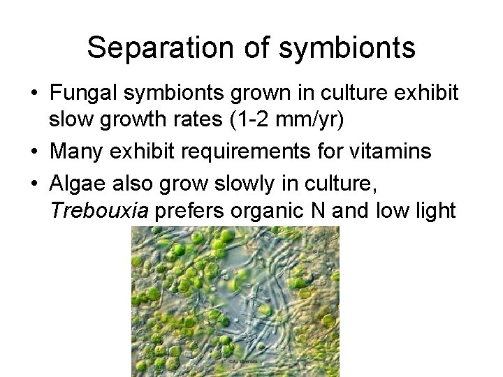 Separation of symbionts • Fungal symbionts grown in culture exhibit slow growth rates (1