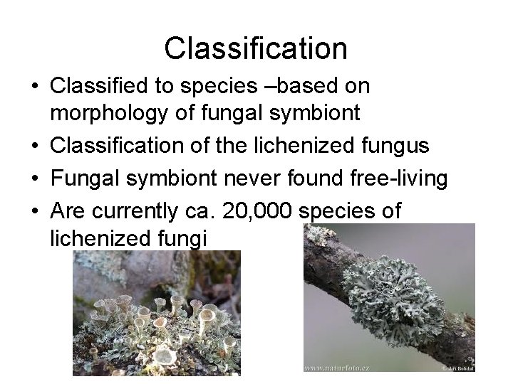 Classification • Classified to species –based on morphology of fungal symbiont • Classification of