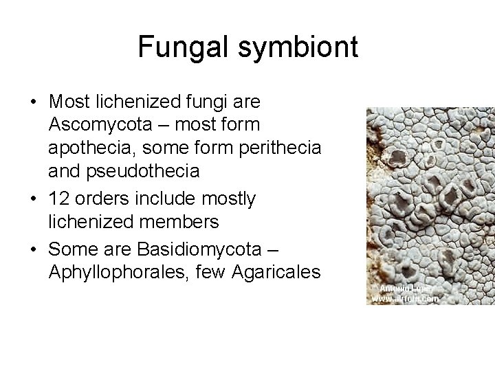 Fungal symbiont • Most lichenized fungi are Ascomycota – most form apothecia, some form