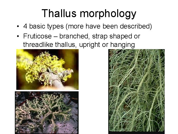 Thallus morphology • 4 basic types (more have been described) • Fruticose – branched,