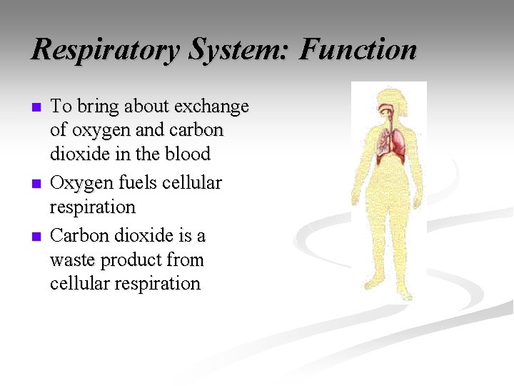 Respiratory System: Function n To bring about exchange of oxygen and carbon dioxide in