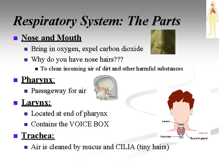Respiratory System: The Parts n Nose and Mouth n n Bring in oxygen, expel