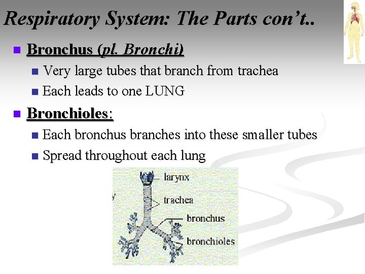 Respiratory System: The Parts con’t. . n Bronchus (pl. Bronchi) Very large tubes that