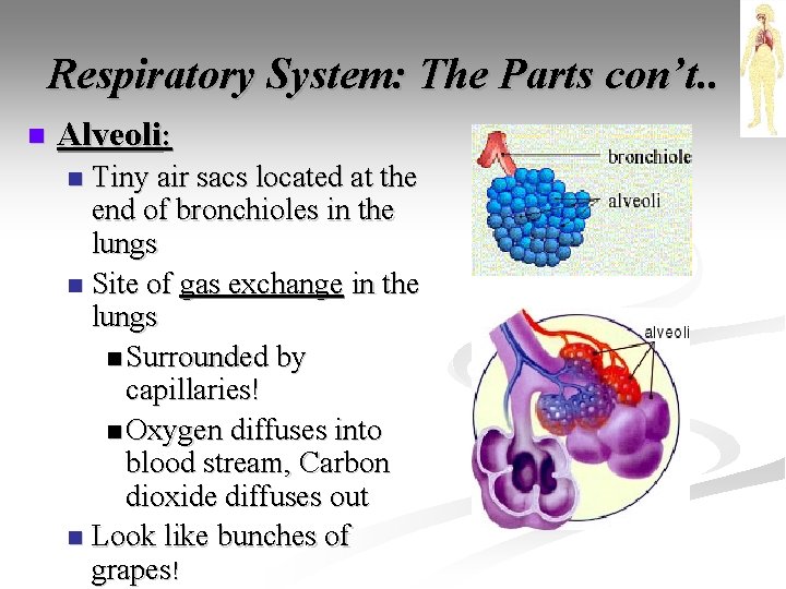 Respiratory System: The Parts con’t. . n Alveoli: Tiny air sacs located at the