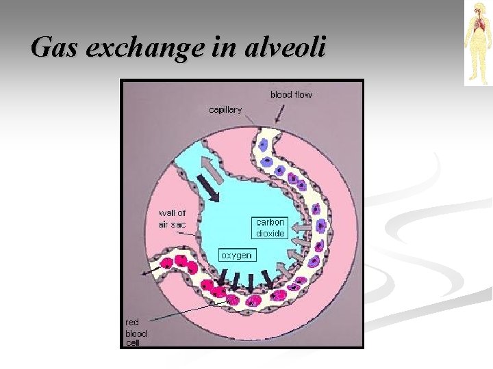 Gas exchange in alveoli 