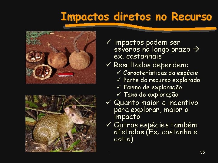 Impactos diretos no Recurso ü impactos podem ser severos no longo prazo ex. castanhais