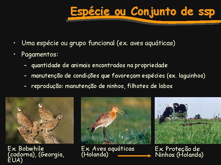 Espécie ou Conjunto de ssp • Uma espécie ou grupo funcional (ex. aves aquáticas)