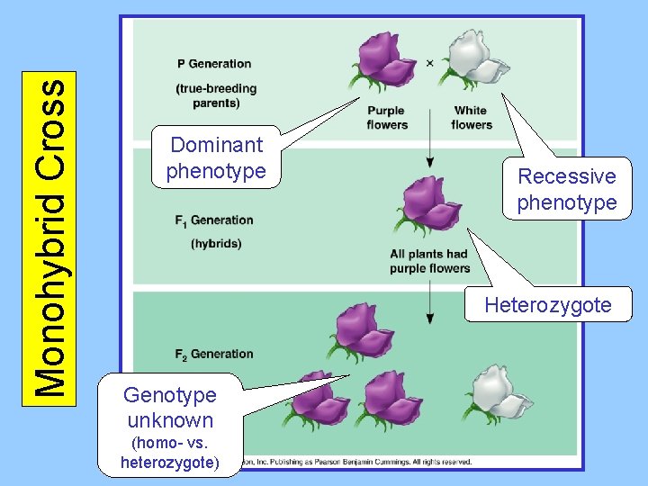 Monohybrid Cross Dominant phenotype Recessive phenotype Heterozygote Genotype unknown (homo- vs. heterozygote) 