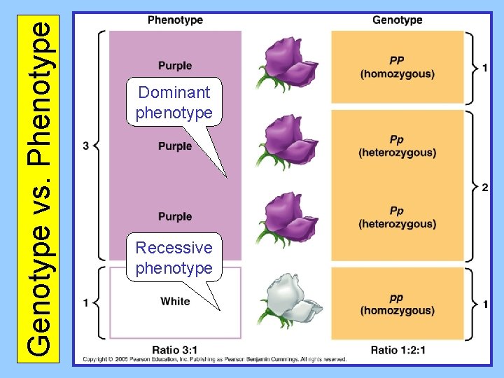 Genotype vs. Phenotype Dominant phenotype Recessive phenotype 