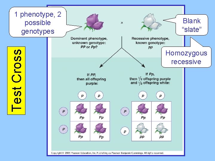 Test Cross 1 phenotype, 2 possible genotypes Blank “slate” Homozygous recessive 