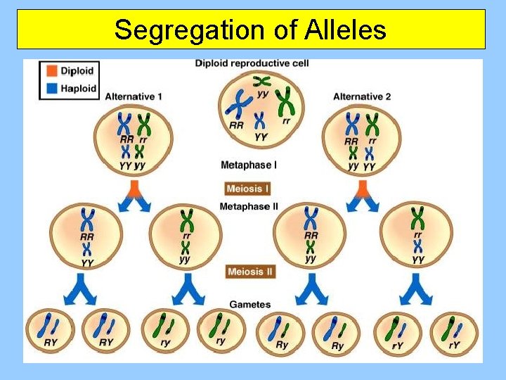 Segregation of Alleles 