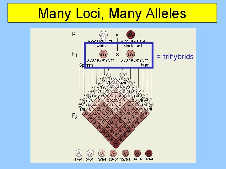 Many Loci, Many Alleles = trihybrids 