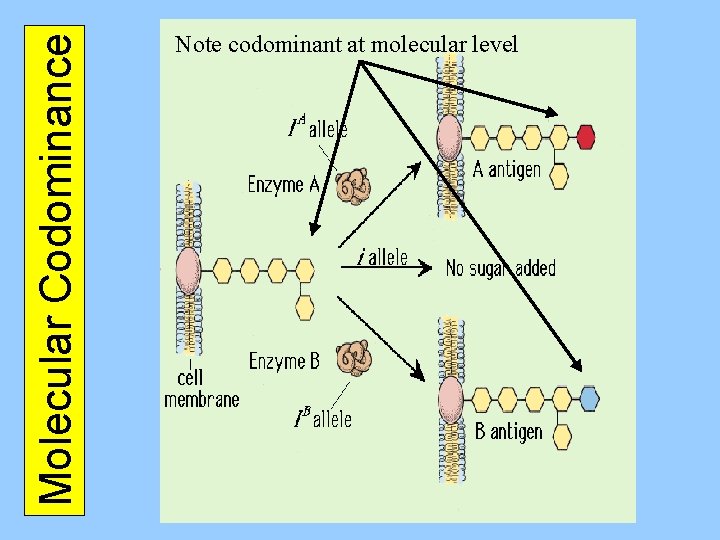 Molecular Codominance Note codominant at molecular level 
