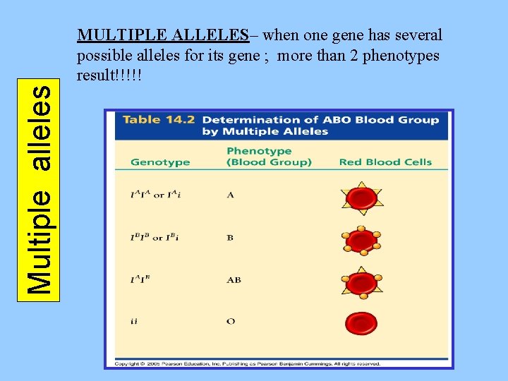 Multiple alleles MULTIPLE ALLELES– when one gene has several possible alleles for its gene