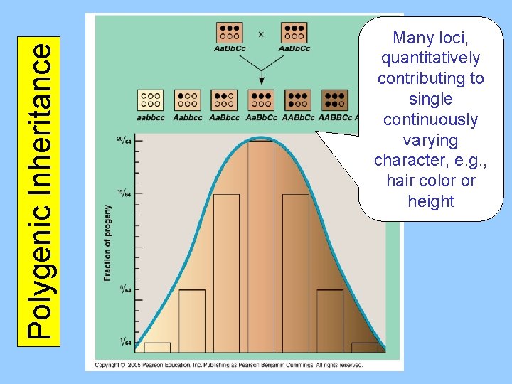 Polygenic Inheritance Many loci, quantitatively contributing to single continuously varying character, e. g. ,