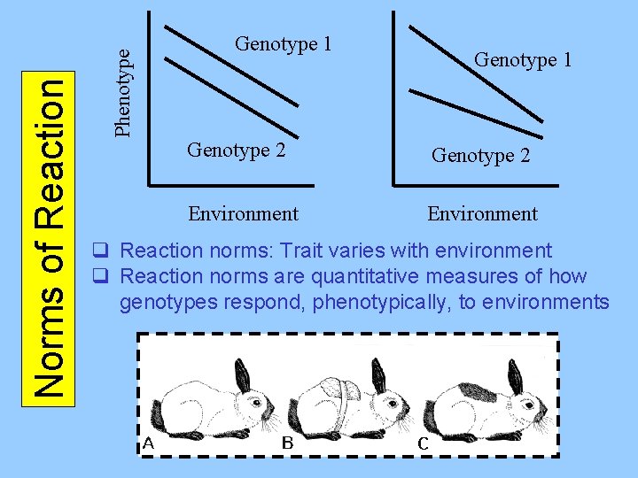 Phenotype Norms of Reaction Genotype 1 Genotype 2 Environment q Reaction norms: Trait varies
