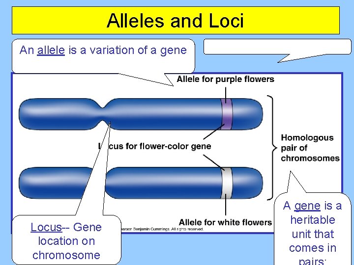Alleles and Loci An allele is a variation of a gene Locus-- Gene location
