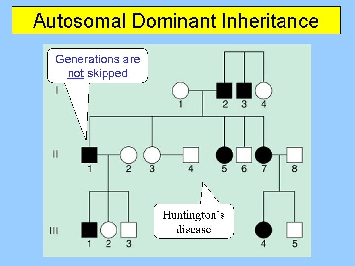 Autosomal Dominant Inheritance Generations are not skipped Huntington’s disease 