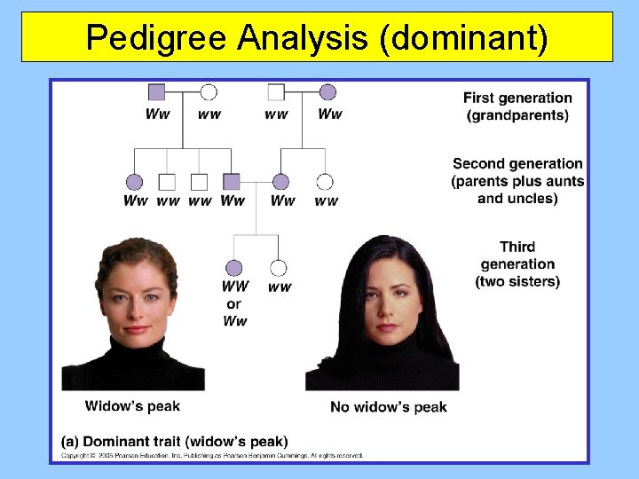 Pedigree Analysis (dominant) 