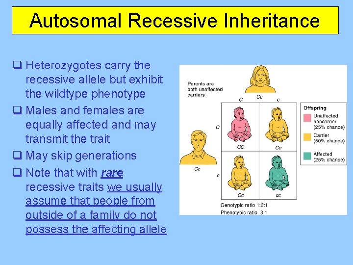 Autosomal Recessive Inheritance q Heterozygotes carry the recessive allele but exhibit the wildtype phenotype