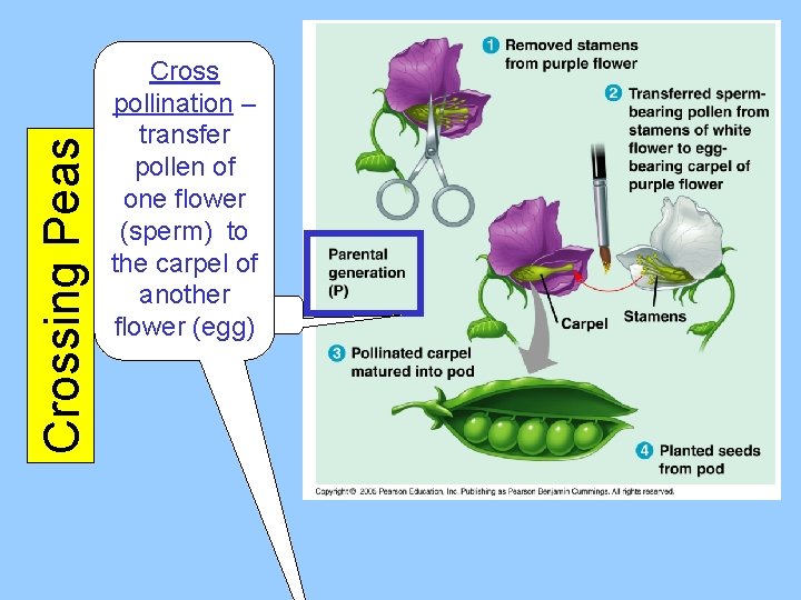 Crossing Peas Cross pollination – transfer pollen of one flower (sperm) to the carpel