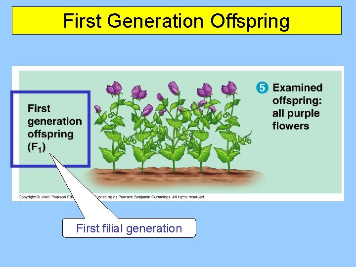 First Generation Offspring First filial generation 