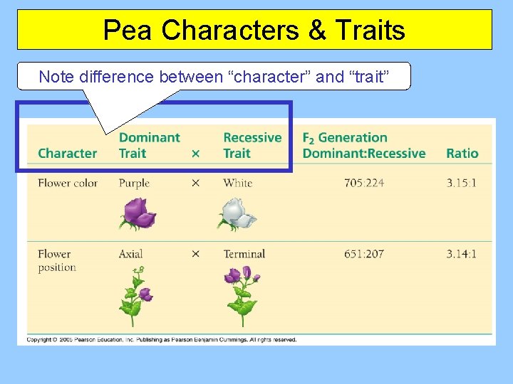 Pea Characters & Traits Note difference between “character” and “trait” 