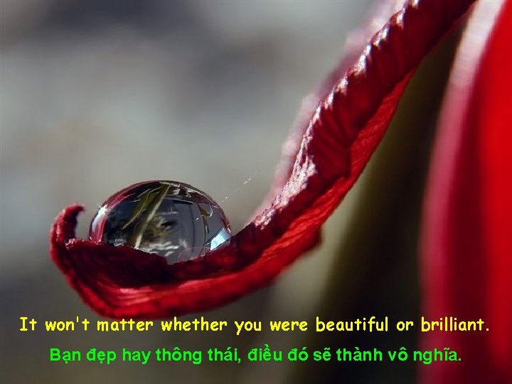 It won't matter whether you were beautiful or brilliant. Bạn đẹp hay thông thái,