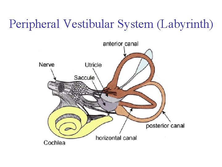 Peripheral Vestibular System (Labyrinth) 