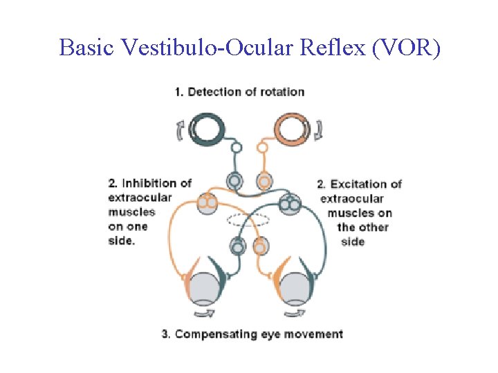 Basic Vestibulo-Ocular Reflex (VOR) 