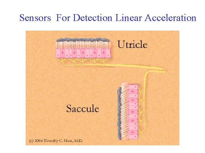 Sensors For Detection Linear Acceleration 