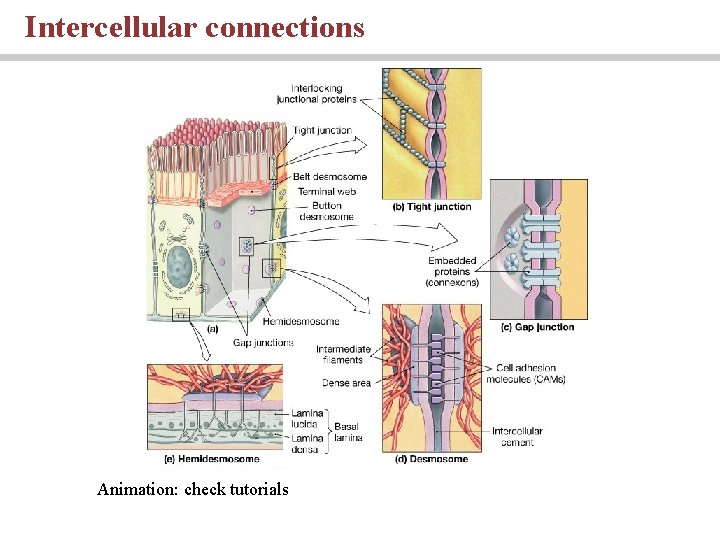 Intercellular connections Animation: check tutorials 