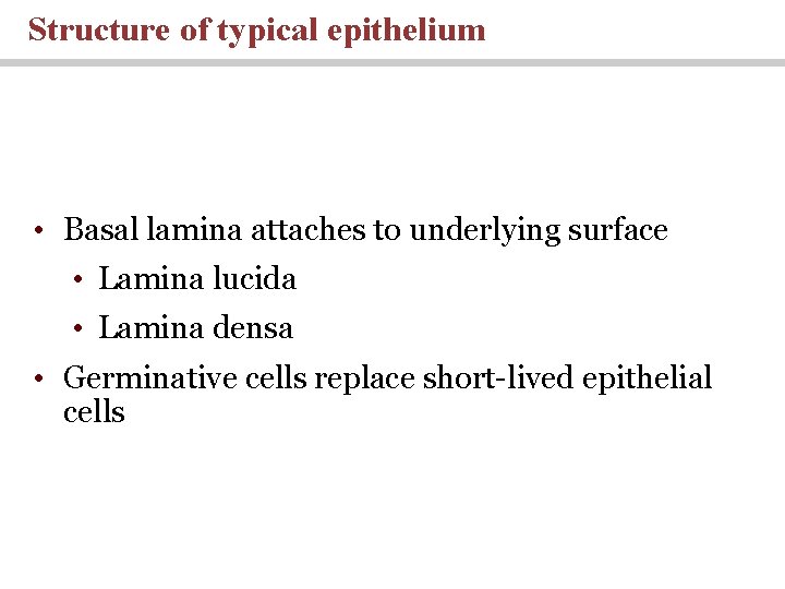 Structure of typical epithelium • Basal lamina attaches to underlying surface • Lamina lucida