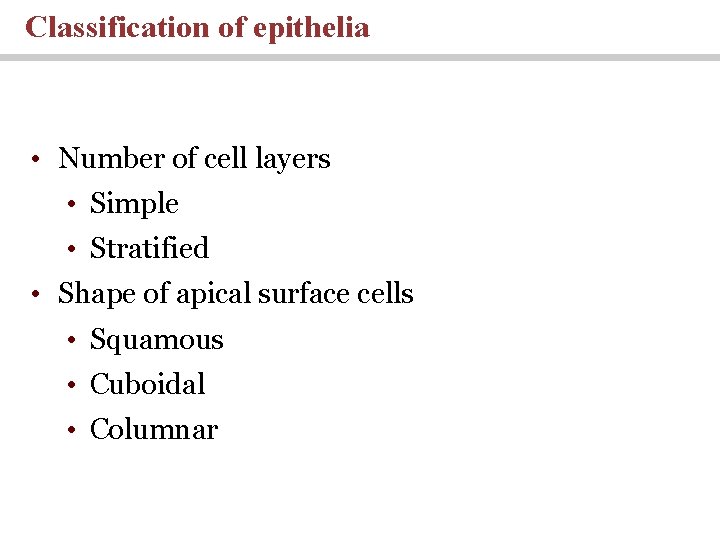 Classification of epithelia • Number of cell layers • Simple • Stratified • Shape