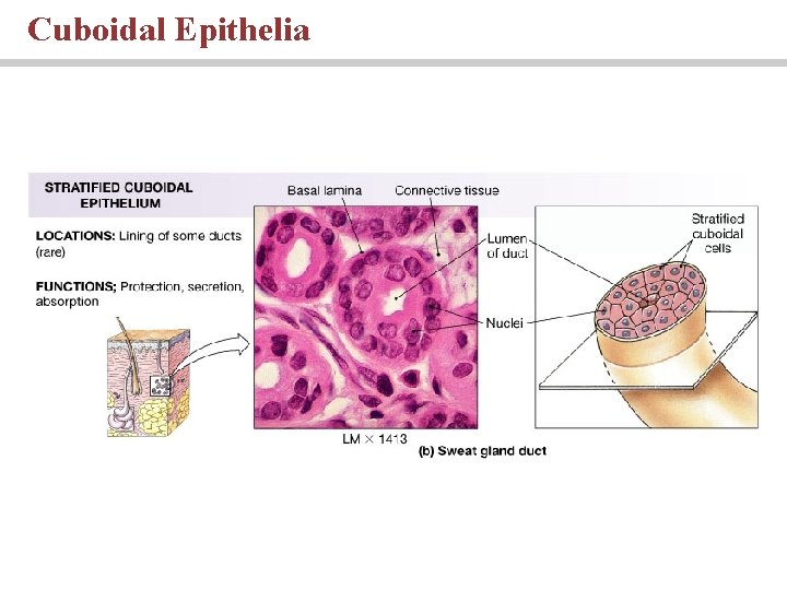 Cuboidal Epithelia 