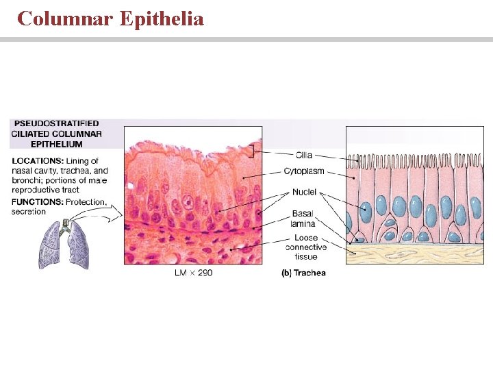 Columnar Epithelia 