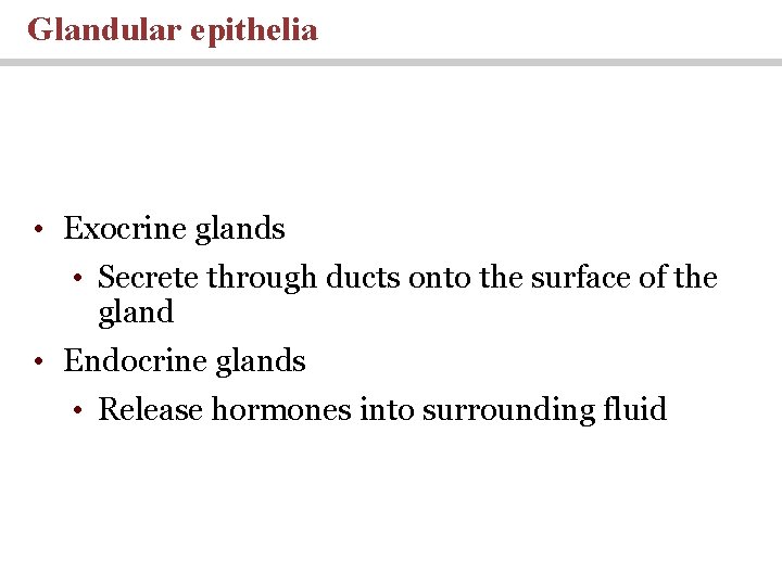 Glandular epithelia • Exocrine glands • Secrete through ducts onto the surface of the