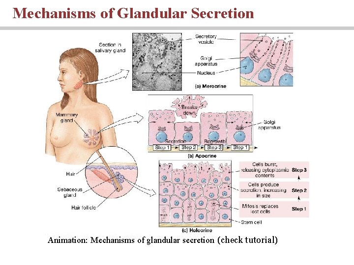 Mechanisms of Glandular Secretion Animation: Mechanisms of glandular secretion (check tutorial) 