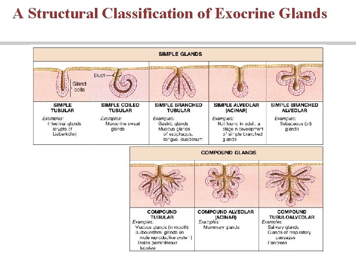A Structural Classification of Exocrine Glands 