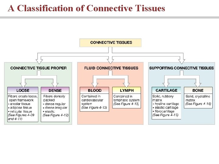 A Classification of Connective Tissues 