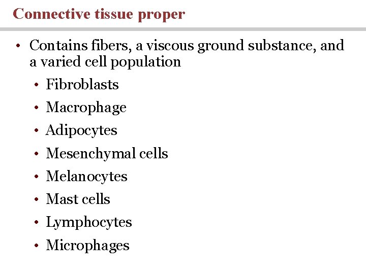 Connective tissue proper • Contains fibers, a viscous ground substance, and a varied cell